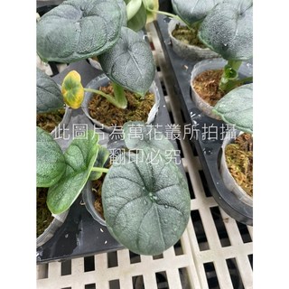 萬花叢 觀葉植物 犀牛皮觀音蓮 3吋盆栽 室內綠植 淨化空氣