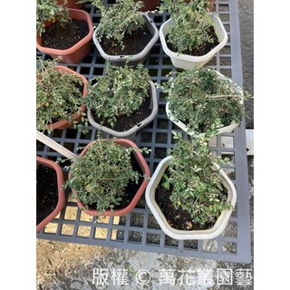 萬花叢 喬木植物【斑葉榆樹】5吋盆栽 (10-20cm) 室內盆栽 觀葉植物