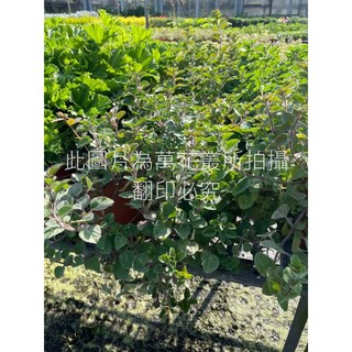 萬花叢 香草植物【奧勒岡】5吋盆栽 - 居家香草盆栽，清新空氣，舒緩壓力, 1個