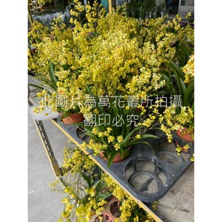 萬花叢 花卉植物 迷你文心蘭(黃色) 3.5吋盆栽，點綴您的居家空間, 黃色, 1個