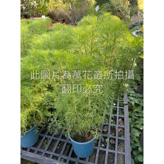 萬花叢 香草植物【茵陳蒿/茵蔯蒿】5吋盆栽 - 淨化空氣、容易照顧的室內盆栽, 茵蔯蒿, 1個