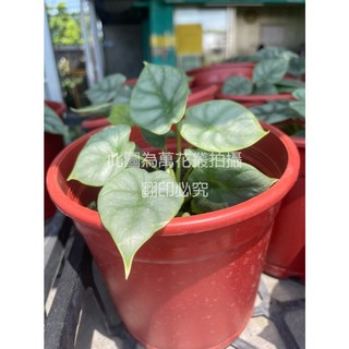 萬花叢 觀葉植物 銀龍觀音蓮 5吋盆栽 (高約5-15cm) 室內盆栽