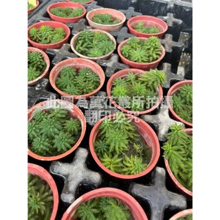 萬花叢 水生植物 狐尾藻 1.5吋盆 - 水族箱造景、淨化水質、易於養護, 1個