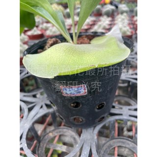 萬花叢 觀葉植物 深綠綴化鹿角蕨 鹿角蕨盆栽 室內植物 綠色植物, 黑色, 1個