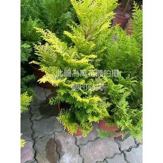 萬花叢 喬木植物 黃金檜木 8吋盆栽 (高約30-60cm) 室內盆栽 綠植, 棕色, 1個