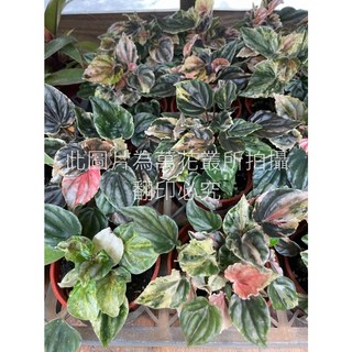 萬花叢 彩虹椒草/彩虹皺葉椒草 3吋盆 觀葉植物 室內盆栽 療癒植物, 多色