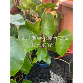 萬花叢 觀葉植物【沙漠海棠/沙漠秋海棠】5吋盆栽 - 綠意盎然，輕鬆點綴居家空間, 沙漠海棠/沙漠秋海棠, 1個