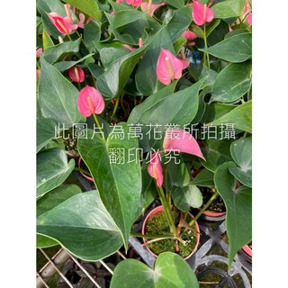 萬花叢 花卉植物【粉色火鶴花】3吋盆栽 - 點亮居家空間，新手友善, 粉色, 1個