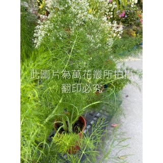 萬花叢 香草植物【蒔蘿】5吋盆栽 - 新鮮綠植，居家盆栽，香草盆栽, 蒔蘿, 1個