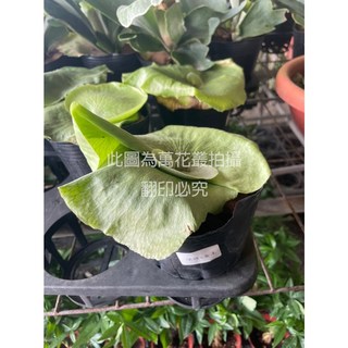 萬花叢 觀葉植物 鹿角蕨(深綠X女王) 4吋黑軟盆, 深綠, 1個