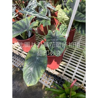 萬花叢 觀葉植物【凹凸鏡觀音蓮】5吋盆栽，獨特紋理，淨化空氣，室內盆栽