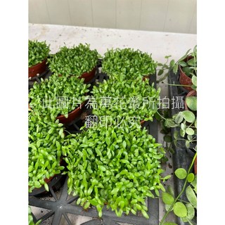 萬花叢 多肉植物【綠鑽/火龍果小苗】3吋盆栽 - 療癒系盆栽，輕鬆點綴居家空間, 綠色