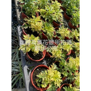 萬花叢 香草植物【斑葉艾草】3吋盆栽，清新空氣、驅蚊蟲，居家綠植首選, 棕色, 1個