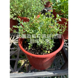 萬花叢 香草植物【綠葉百里香】 - 居家綠植盆栽, 紅色, 1個