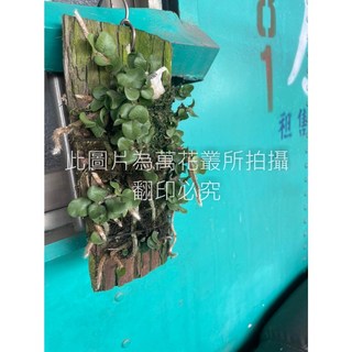 萬花叢 觀葉植物 鈕扣兔腳蕨 上板盆栽 (高約10-15cm) 室內盆栽 療癒植物, 1個