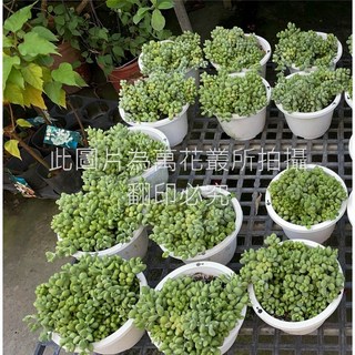 萬花叢 多肉植物銀之鈴 5吋盆栽 療癒系盆栽 居家綠植, 白色