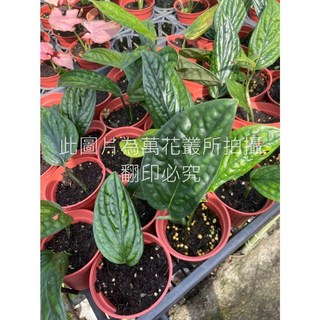 萬花叢 觀葉植物【巨大龜背芋】3吋盆 - 室內盆栽 綠植 淨化空氣, 綠色