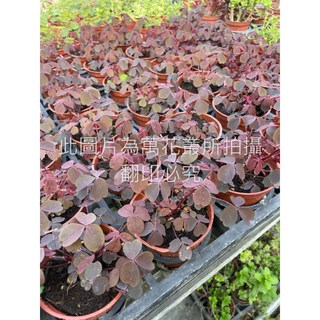 萬花叢 觀葉植物 紅葉黃花酢醬草 3吋盆栽 紫紅葉 黃花 居家盆栽, 紅色