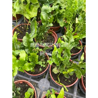 萬花叢 觀葉植物【火焰蕨】3吋盆 - 居家綠植盆栽，淨化空氣，美化空間, 火焰蕨, 1個