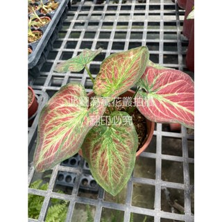 萬花叢 觀葉植物 埃及豔后彩葉芋 5/6吋盆栽 室內綠植 彩葉盆栽, 彩葉