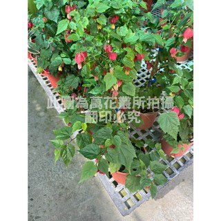 萬花叢 灌木植物 紅燈籠 5/6吋盆栽 - 居家綠植盆栽，美觀易於照料, 紅色