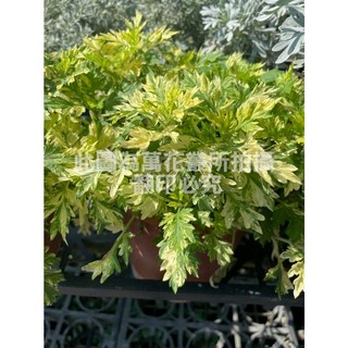 萬花叢 香草植物 斑葉艾草 5/6吋盆 療癒香氛 居家盆栽, 1個