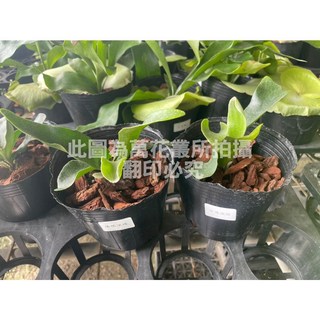 萬花叢 觀葉植物 侏儒深綠鹿角蕨 4吋黑軟盆 迷你盆栽 室內植物, 黑色, 1個