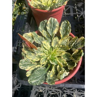 萬花叢 觀葉植物【斑葉車前草】5吋盆栽/室內盆栽/觀賞植物/淨化空氣/綠植盆栽, 綠色