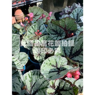 萬花叢 觀葉植物 仙子海棠 5/6吋盆栽 (高約10-25cm) 室內盆栽, 1個