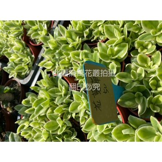 萬花叢 多肉植物 花蔓草 療癒系盆栽 淨化空氣, 1個