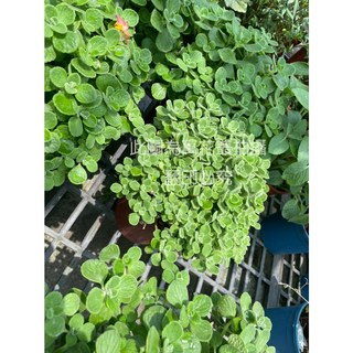 萬花叢 香草植物【左手香/到手香】5吋盆栽 - 淨化空氣、驅蚊蟲，居家綠植首選, 左手香/到手香, 1個