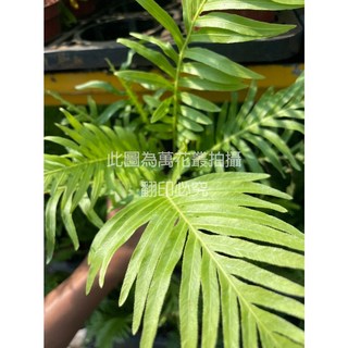 萬花叢 觀葉植物【美人蕨/富貴蕨】3吋盆 - 易於照護的室內盆栽，為居家空間增添綠意, 綠色, 1個