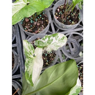 萬花叢 觀葉植物【斑葉合果芋/大理石合果芋】3吋盆栽：室內盆栽、淨化空氣、綠化環境, 斑葉合果芋/大理石合果芋, 1個