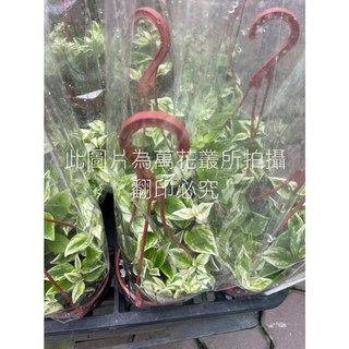 萬花叢 觀葉植物【斑葉口紅花】3吋盆栽，室內盆栽植物，淨化空氣，美化環境, 斑葉口紅花, 1個