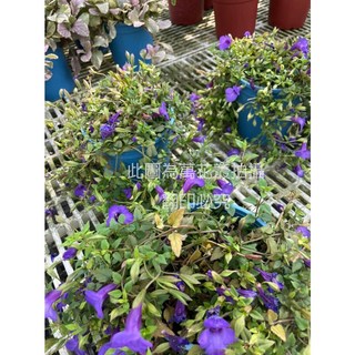 萬花叢 香草植物釘地蜈蚣 5吋盆栽/紫色花/室內盆栽/香草盆栽/居家綠植, 詳見包裝