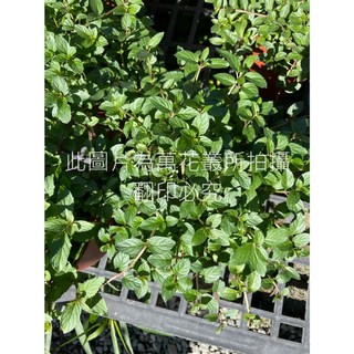 萬花叢 香草植物【胡椒薄荷】5吋盆 - 新鮮薄荷盆栽，居家香草植物首選, 胡椒薄荷, 1個