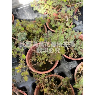 萬花叢 水生植物 水合歡/水生含羞草 1.5吋盆栽 趣味互動 淨化空氣 療癒盆栽, 1個