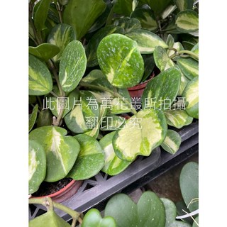 萬花叢 觀葉植物【斑葉圓葉毬蘭】3吋盆 - 療癒系盆栽，美化空間、淨化空氣，新手推薦, 綠色, 1個