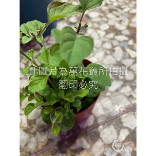 萬花叢 香草植物【奧勒岡】3吋盆栽 - 新鮮奧勒岡香草，居家園藝盆栽，料理香草, 1個