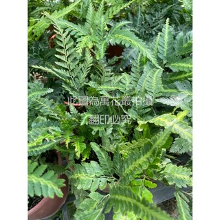 萬花叢 觀葉植物【大銀脈蕨/蜥蜴蕨】 5吋盆 高約10-20cm, 綠色, 1個