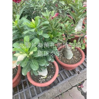 萬花叢 多肉植物沙漠玫瑰 6吋盆栽 (隨機出貨) 室內盆栽 觀賞植物