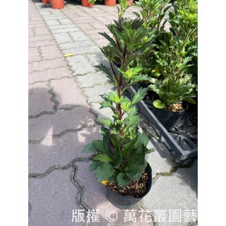 萬花叢園藝 花卉植物 翠菊/雲南菊/江西臘/八月菊 3吋盆栽 隨機花色 盆栽植物, 黑色, 1個