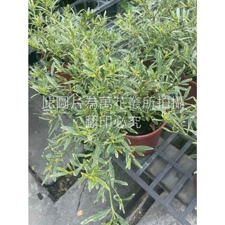 萬花叢 灌木植物 香花水梔子花/斑葉水梔子花 5/6吋盆栽 居家綠植, 棕色, 1個