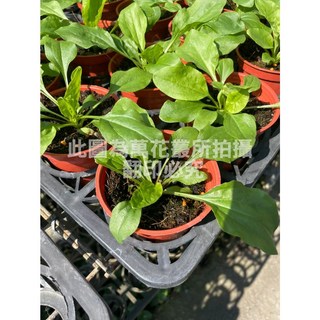 萬花叢 香草植物【車前草】3吋盆 陸龜食物 (現貨供應中)(陸龜可食用), 車前草, 1個