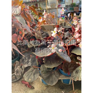 萬花叢 觀葉植物 紅寶石海棠/紅心海棠 5吋盆栽 (高約10-25cm) 室內盆栽 觀賞植物, 紅寶石色, 1個