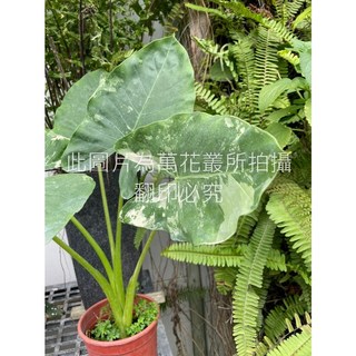 萬花叢 觀葉植物【斑葉姑婆芋】5吋盆栽 - 獨特斑葉、淨化空氣、容易照顧，提升居家品味