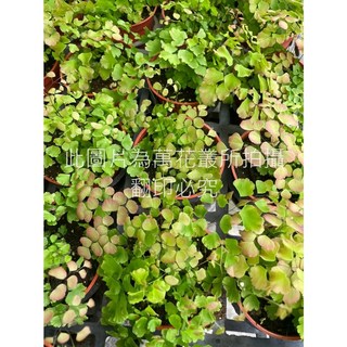 萬花叢 觀葉植物 美葉鐵線蕨 3吋盆栽 新葉粉紅 居家盆栽 蕨類植物, 綠色, 1個