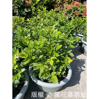萬花叢 香草植物抹草 5吋盆栽 (高約10-25cm) 室內淨化空氣 驅邪避凶, 抹草, 1個