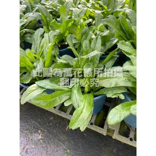 萬花叢 香草植物【刺莞荽】5/6吋盆 - 新鮮香草、居家種植、料理調味, 藍色, 1個