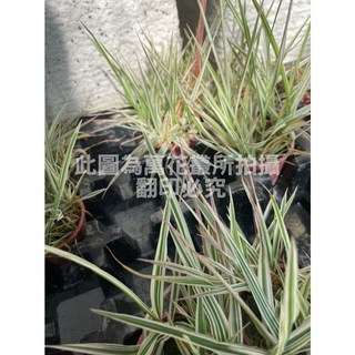 萬花叢 水生植物【曙光】1.5吋盆栽，清新綠意，易於照料，點綴居家空間, 清新綠意, 1個